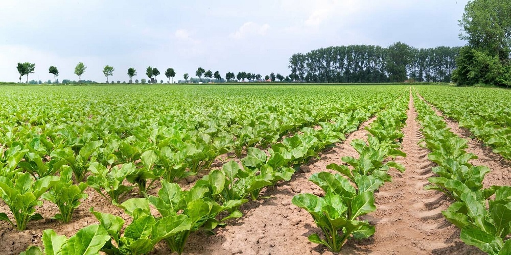 نحوه کاشت بذر چغندر قند