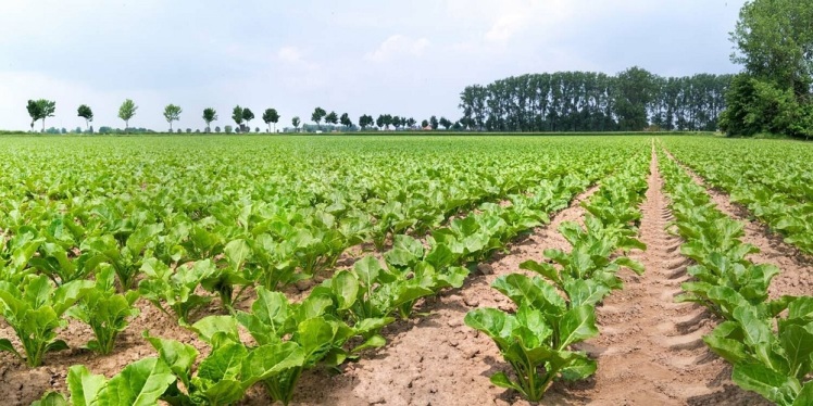 زمان و نحوه کاشت بذر چغندر قند (راهنمای کامل)