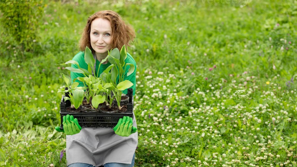 نهال پیوندی چیست؟