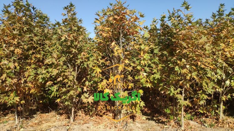 خرید نهال چنار در مشهد