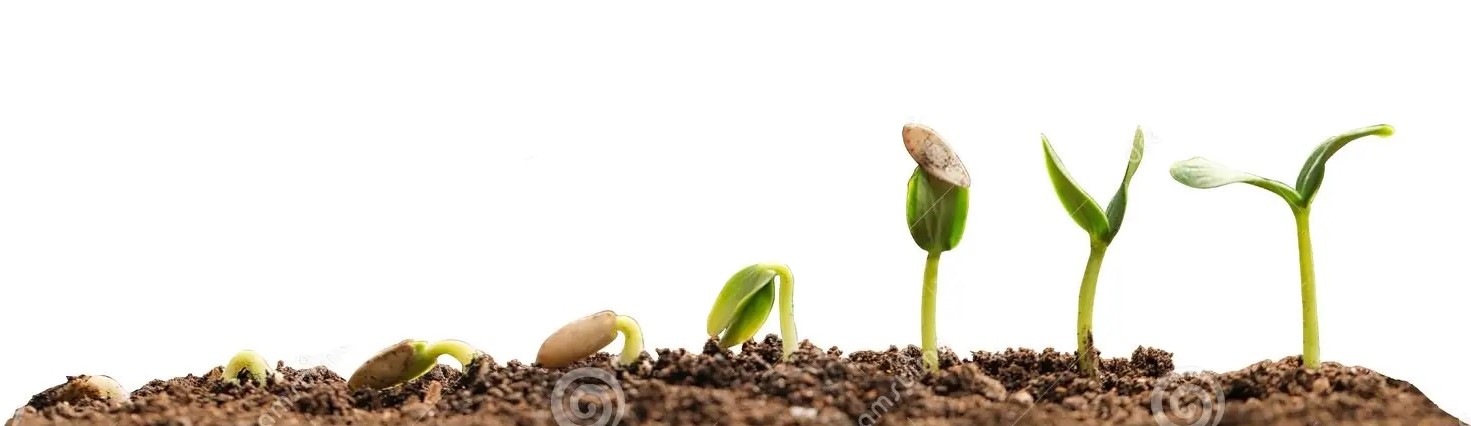 تفاوت نهال بذری ، رویشی و پیوندی 