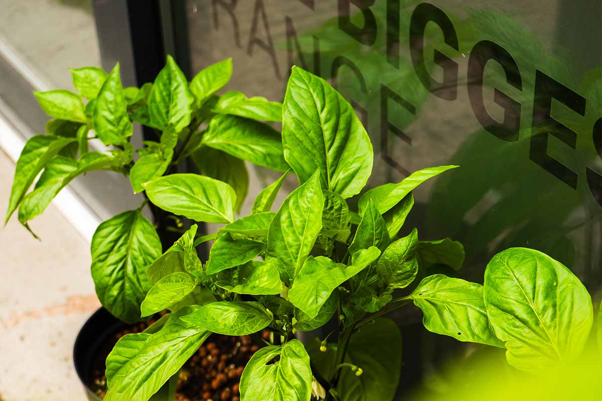 دلایل توقف رشد گیاه آپارتمانی