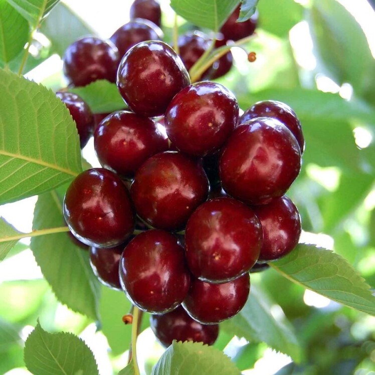 نهال میوه گیلاس