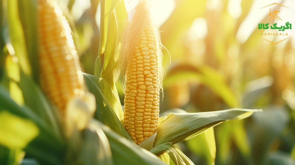 آموزش کاشت بذر ذرت