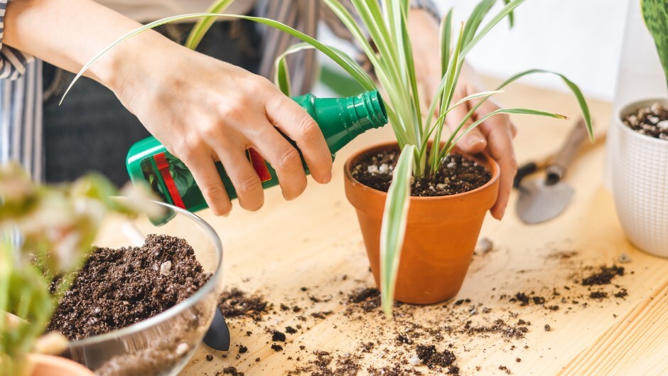 کود برای گیاه آپارتمانی