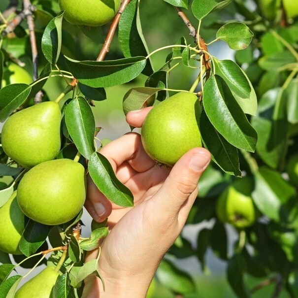 نهال میوه گلابی