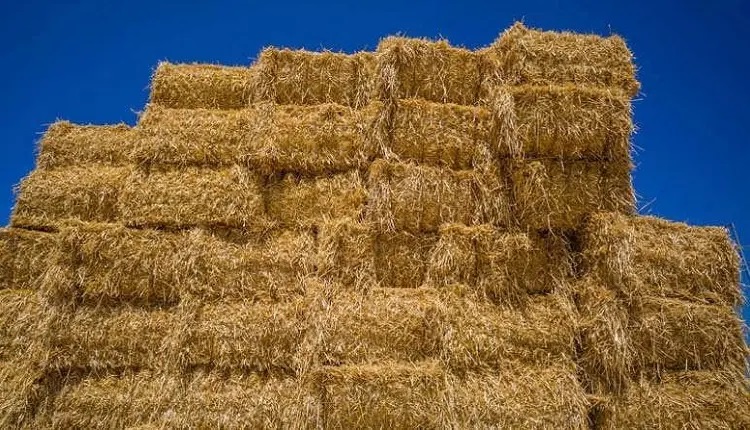 آموزش برداشت یونجه