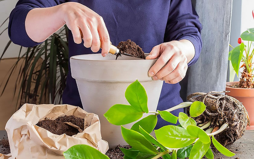 چگونه گلدان را زهکشی کنیم