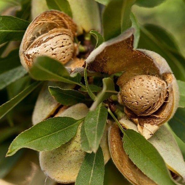 خرید نهال بادام شکوفه