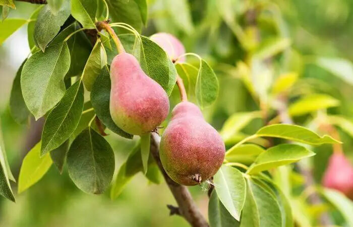 آموزش شیوه کاشت نهال گلابی + نکات مراقبت از نهال