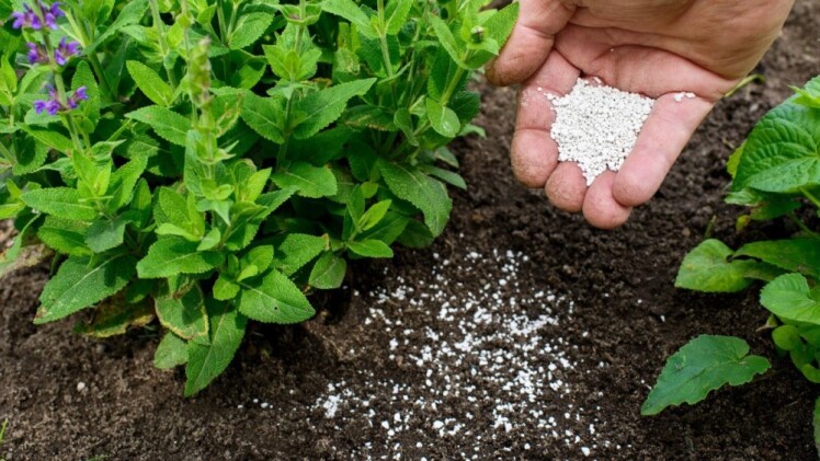 آیا نهال تازه کاشته شده نیاز به کود دارد؟ بررسی دقیق!