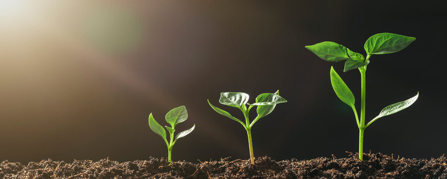 راه های افزایش رشد گیاه