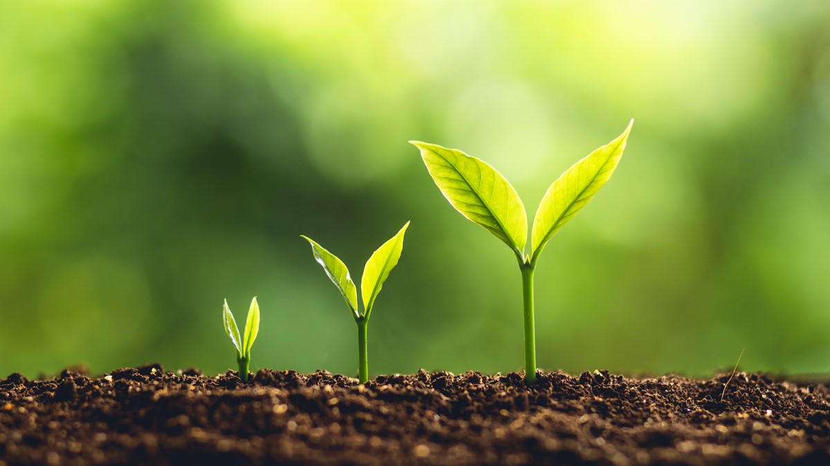 چگونه رشد گیاه را زیاد کنیم