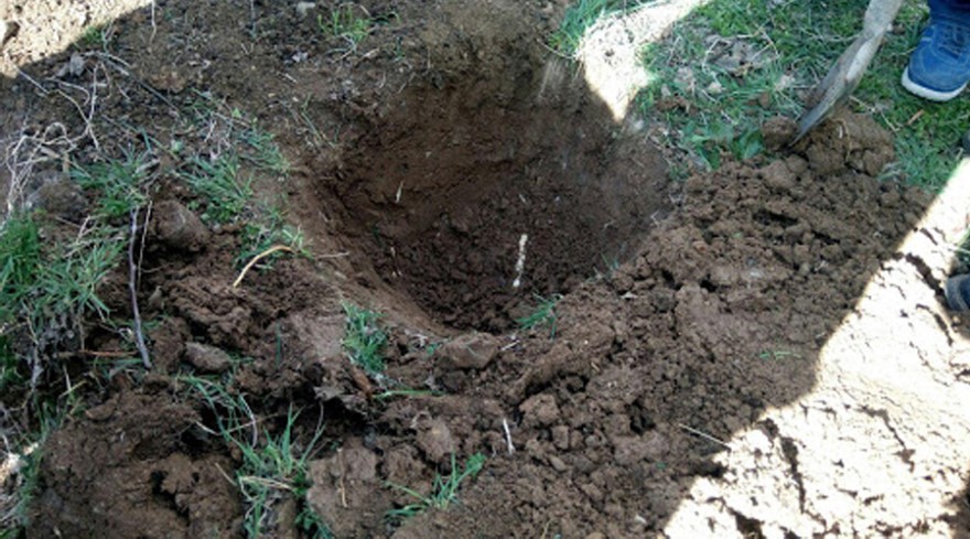 چالکود درختان چیست