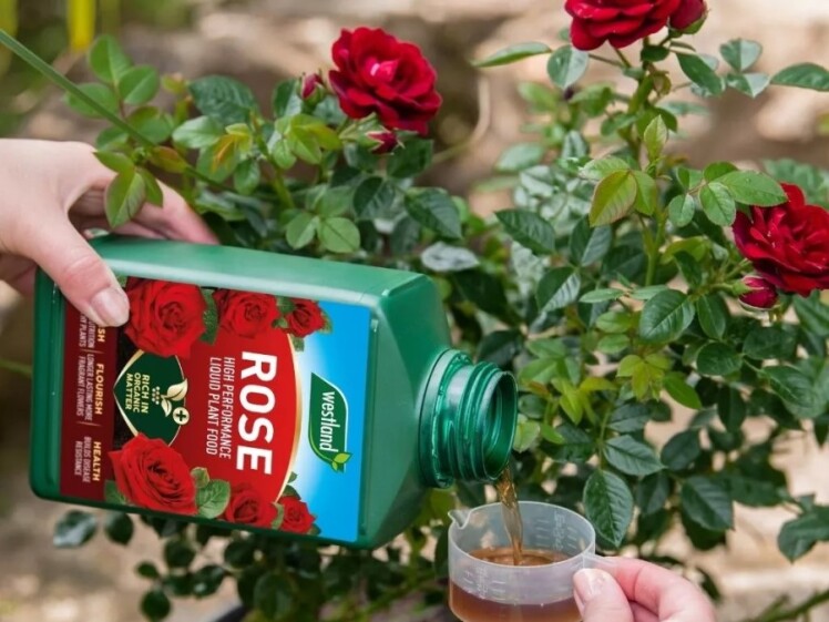 بهترین کود برای گل رز + آموزش کوددهی