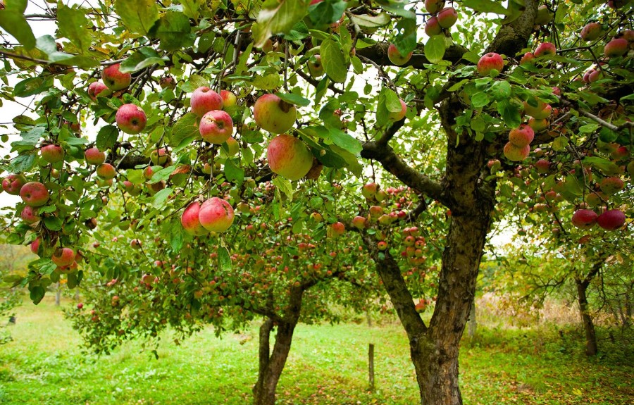 زمان‌ مناسب کوددهی درختان سیب