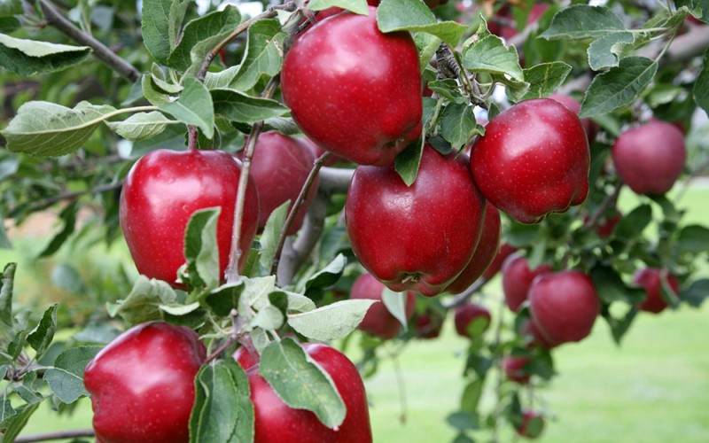 شیوه کاشت نهال سیب