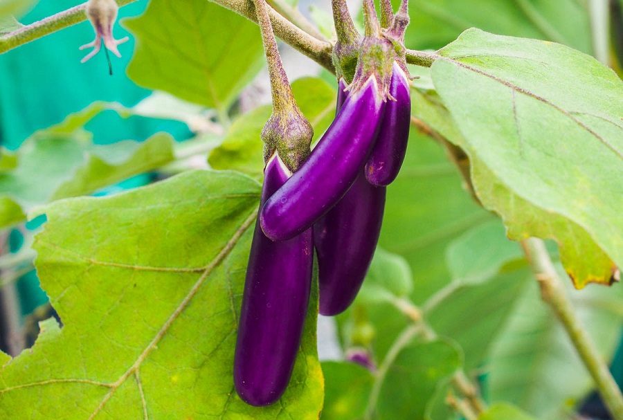 شیوه آبیاری بادمجان