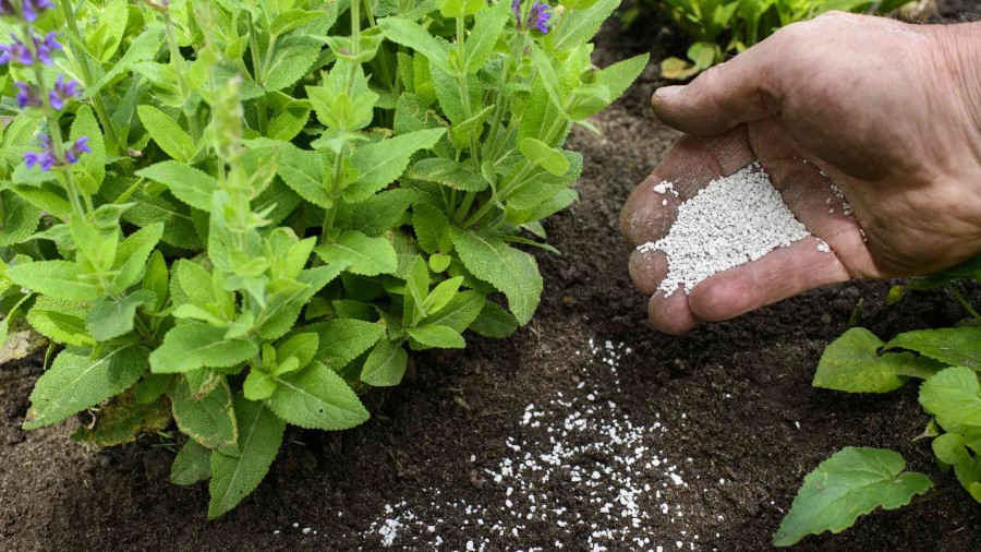 فواید فسفر برای گندم