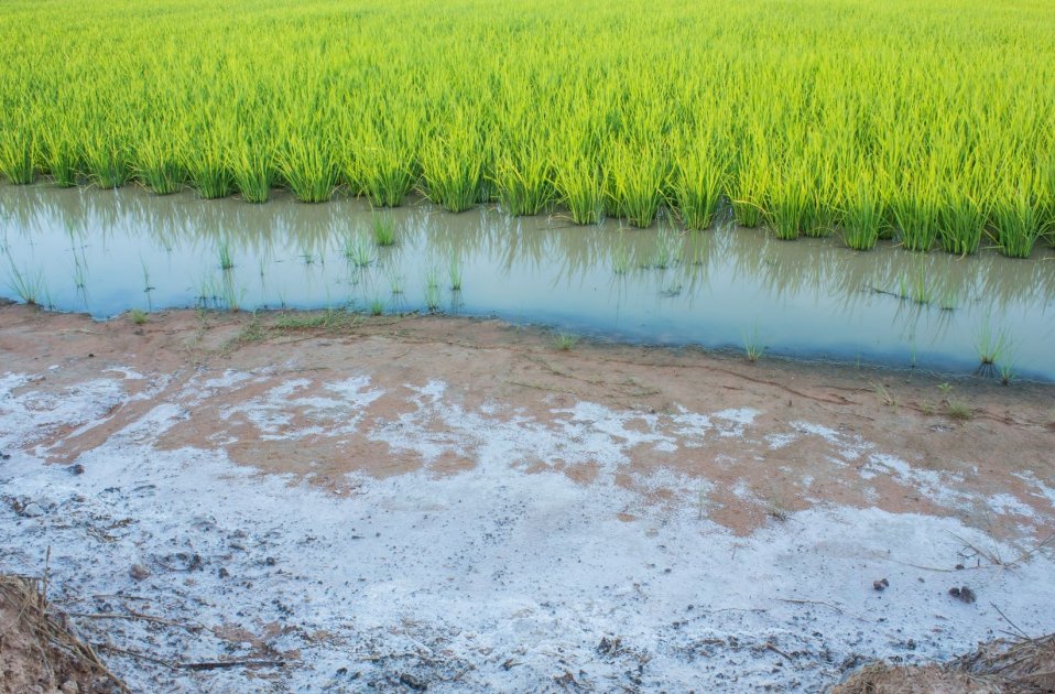 چگونه شوری خاک را از بین ببریم