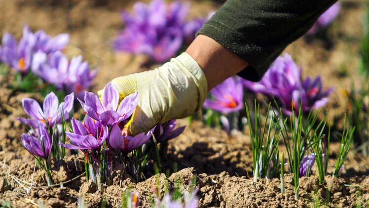 بهترین کود برای زعفران (آب اول و زاج آب)