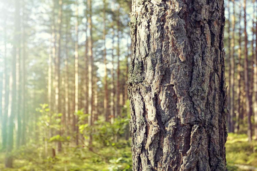 راه های کلفت شدن درختان