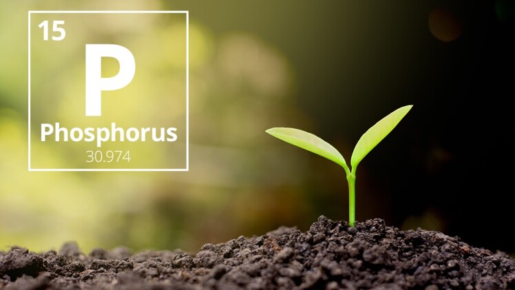 لیست فواید فسفر برای گیاه ، درخت و گندم