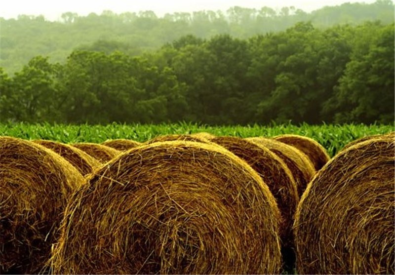 زمان مناسب کاشت بذر یونجه