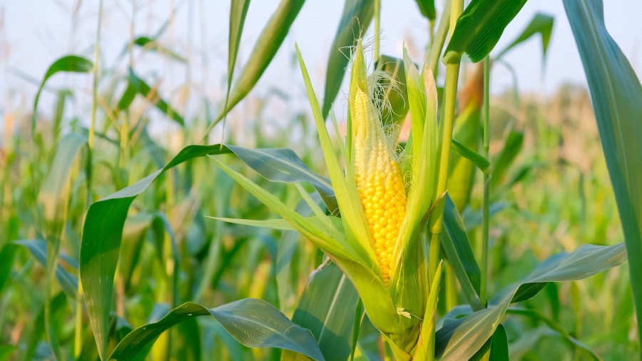 برداشت ذرت مکزیکی