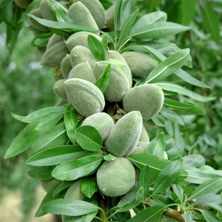 خرید نهال بادام در مشهد و خراسان