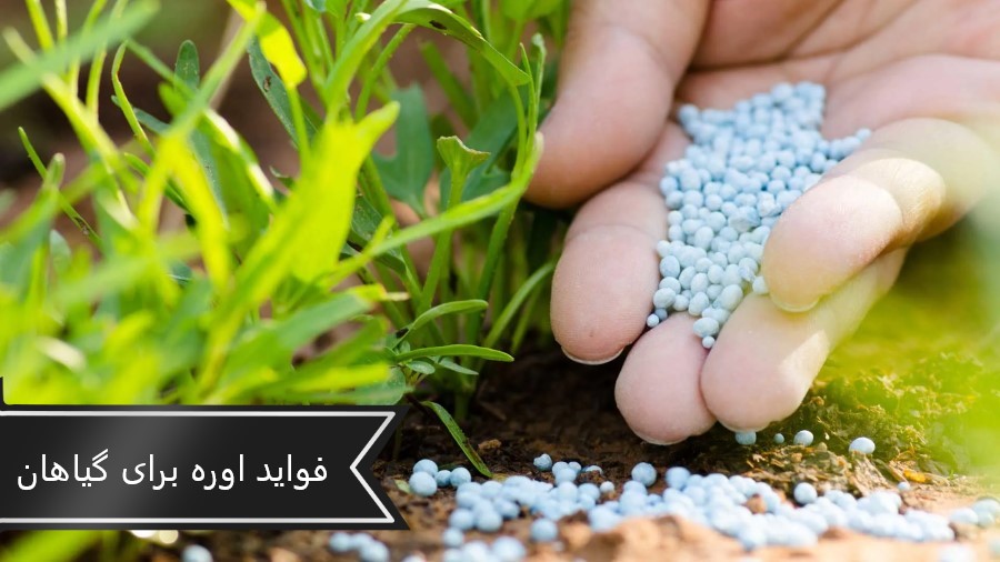 فواید اوره برای گیاهان