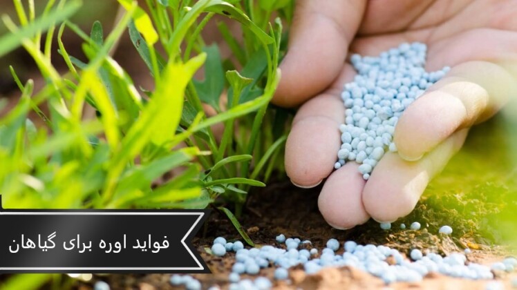 10 فایده اوره برای گیاهان و درختان