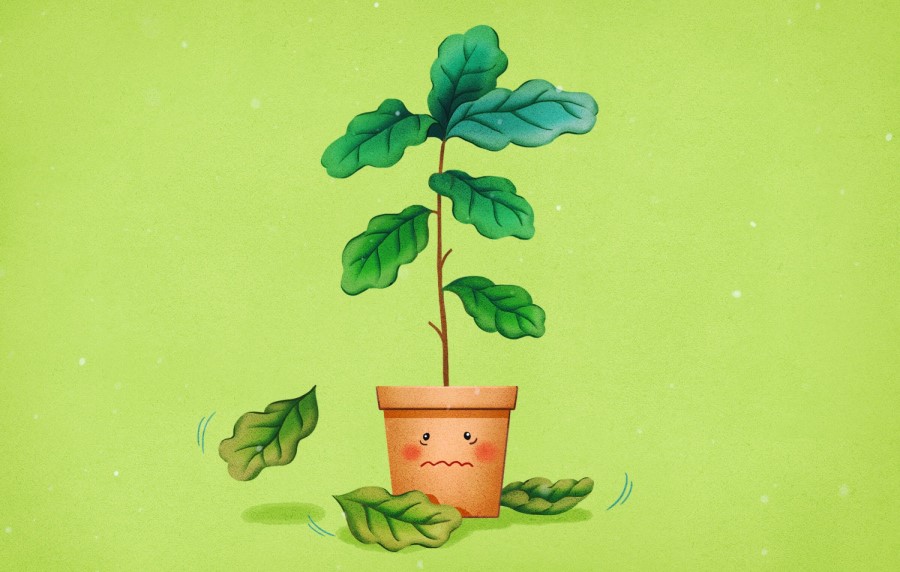 علت ریزش برگ در گیاه آپارتمانی