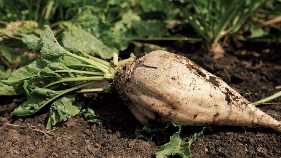 ارزش غذایی چغندر قند