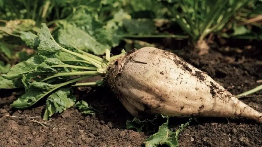 ارزش غذایی چغندر قند