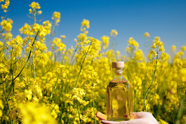  پیشگیری از آسیب بذر کلزا