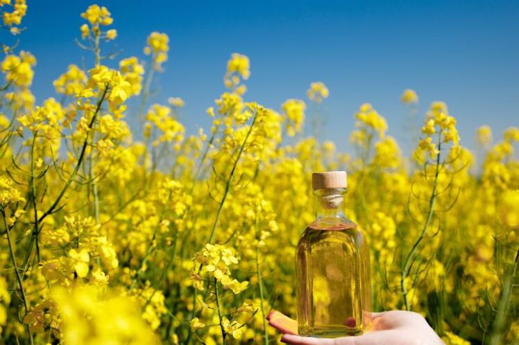 نام دیگر کلزا چیست؟ آیا کلزا همان کانولا است؟