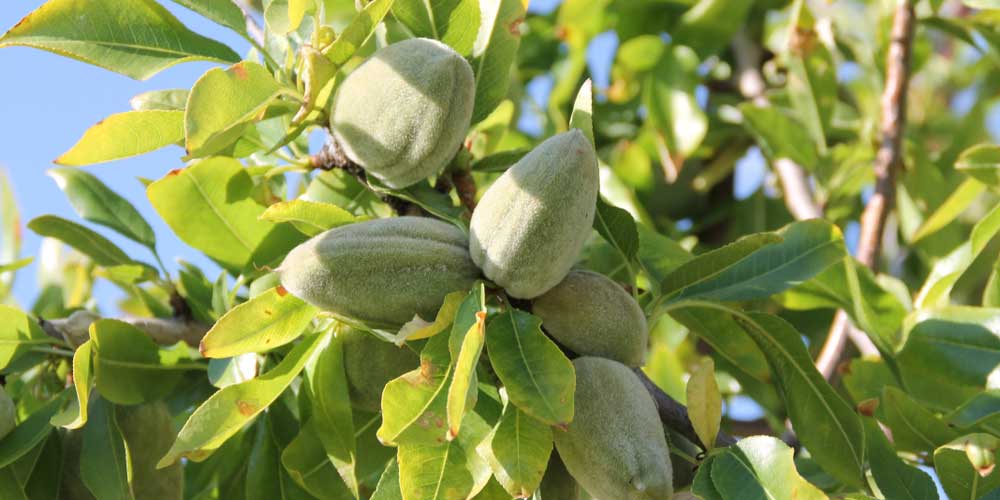 طریقه کاشت درخت بادام