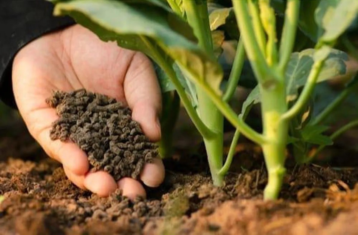 مقایسه کود ارگانیک و کود شیمیایی