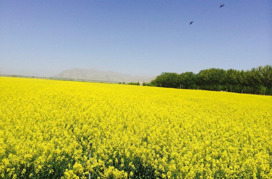 برداشت کلزا