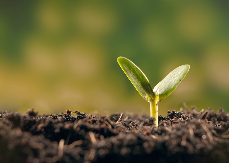 تعریف بذر هیبرید