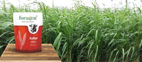 بذر علوفه ای چیست؟ + شیوه کاشت و مزایا