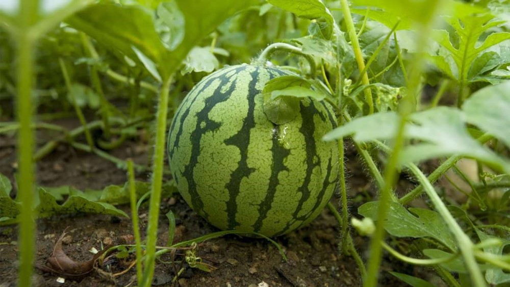 شیوه کاشت بذر هندوانه