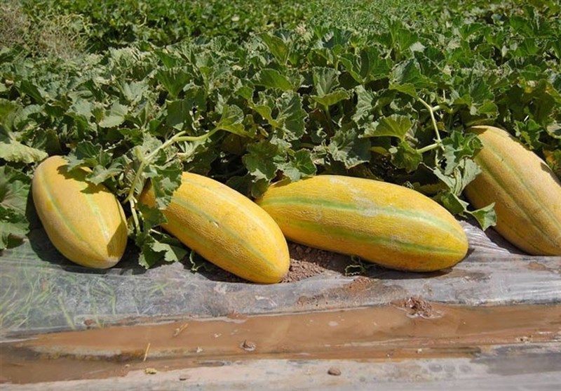 آموزش شیوه کاشت خربزه