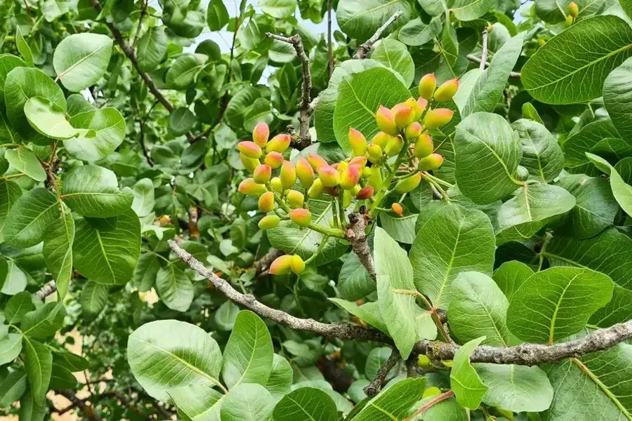  بهترین کود پسته برای پاییز چیست