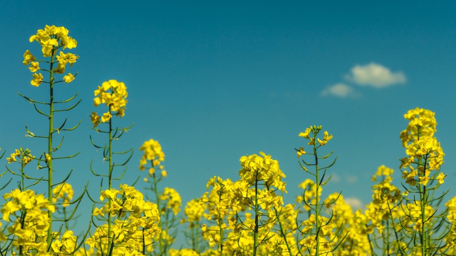 هزینه کاشت کلزا