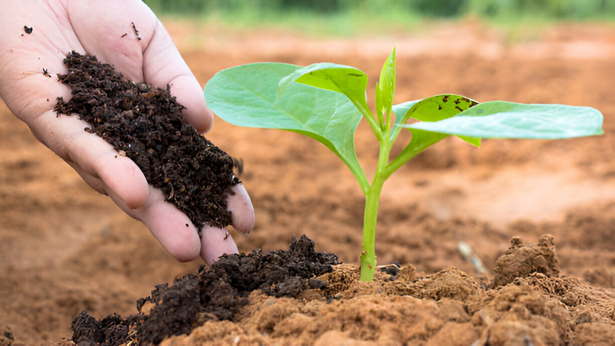 انواع کود ارگانیک