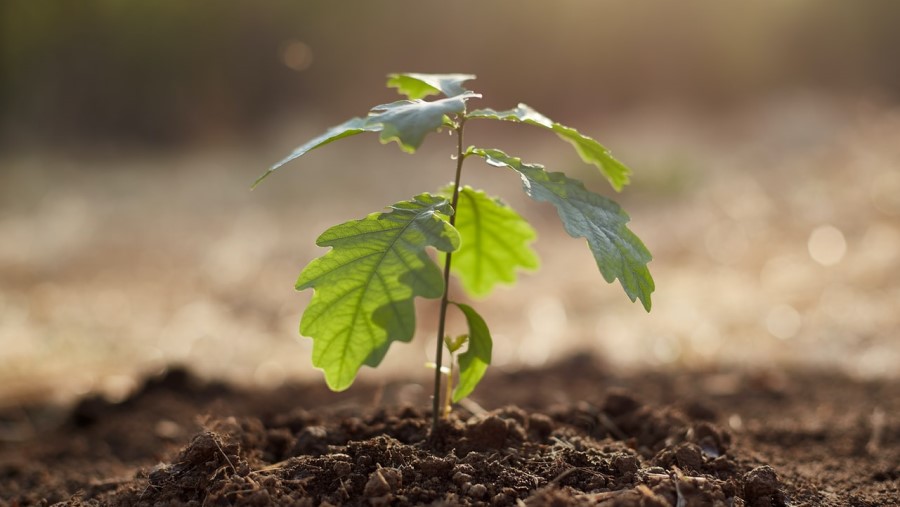 فواید فسفر برای درختان