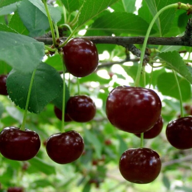 نهال آلبالو مجاری اردی جوبلیوم