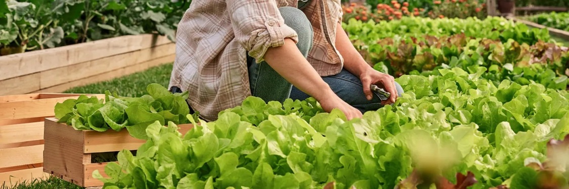 بذر های سبزیجات